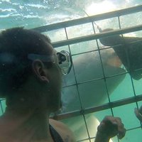 marine dynamics shark cage diving